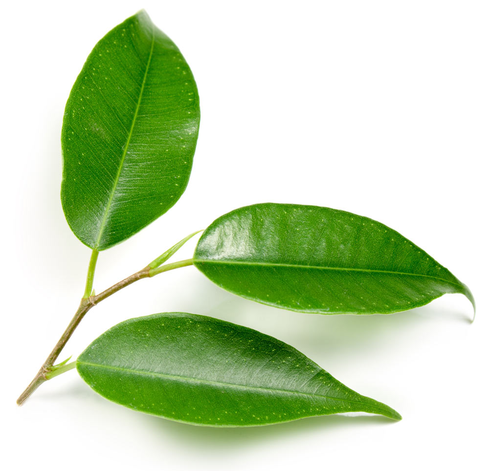 Lush Goddess — Soap - Image 8